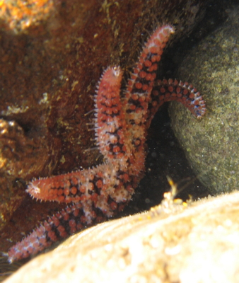 Coscinasterias tenuispina (Lamarck, 1816)